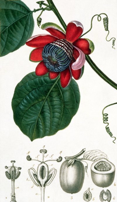 Una flor de la pasión de Lecons de Flore de Pierre Jean Francois Turpin